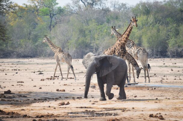 Op Safari in Zuid-Afrika met de camper