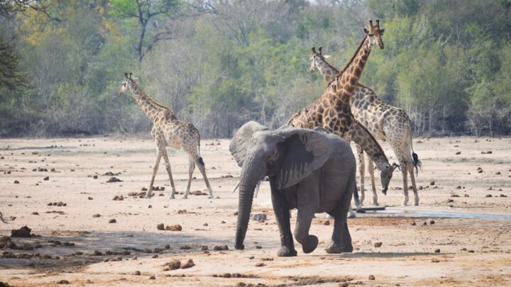 Op Safari in Zuid-Afrika met de camper