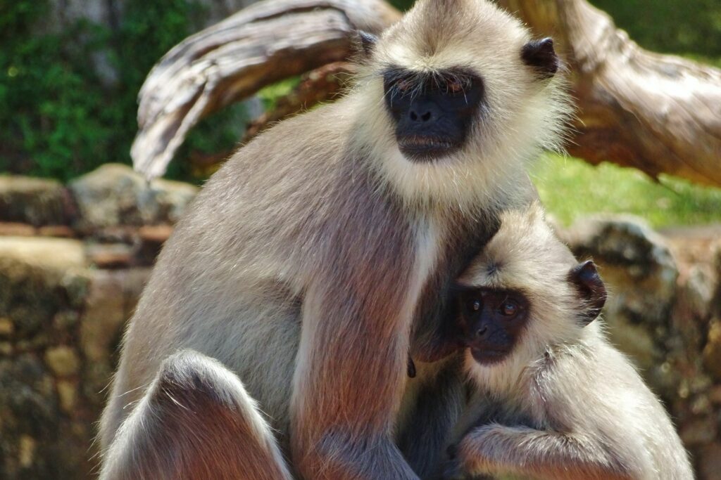 Tijdens het backpacken in Sri Lanka komen we deze langoers tegen.