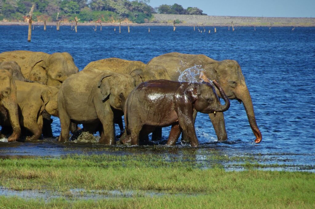 Backpacken in Sri Lanka brengt je tussen honderden olifanten in Minneriya.