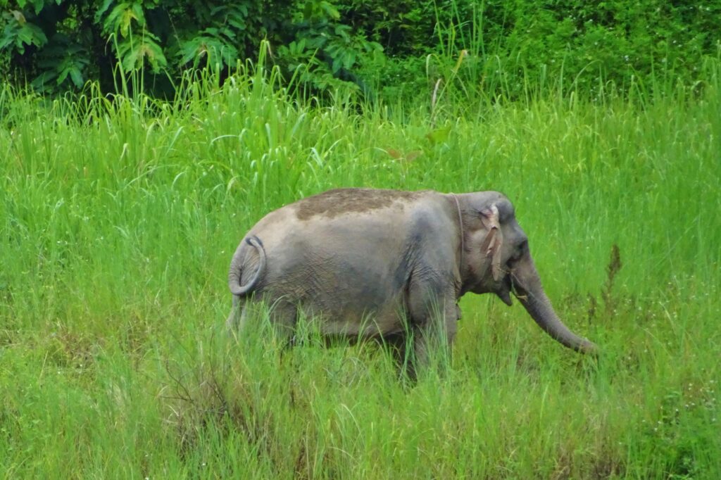 Tijdens backpacken in Laos, zie je overal olifanten rondlopen!