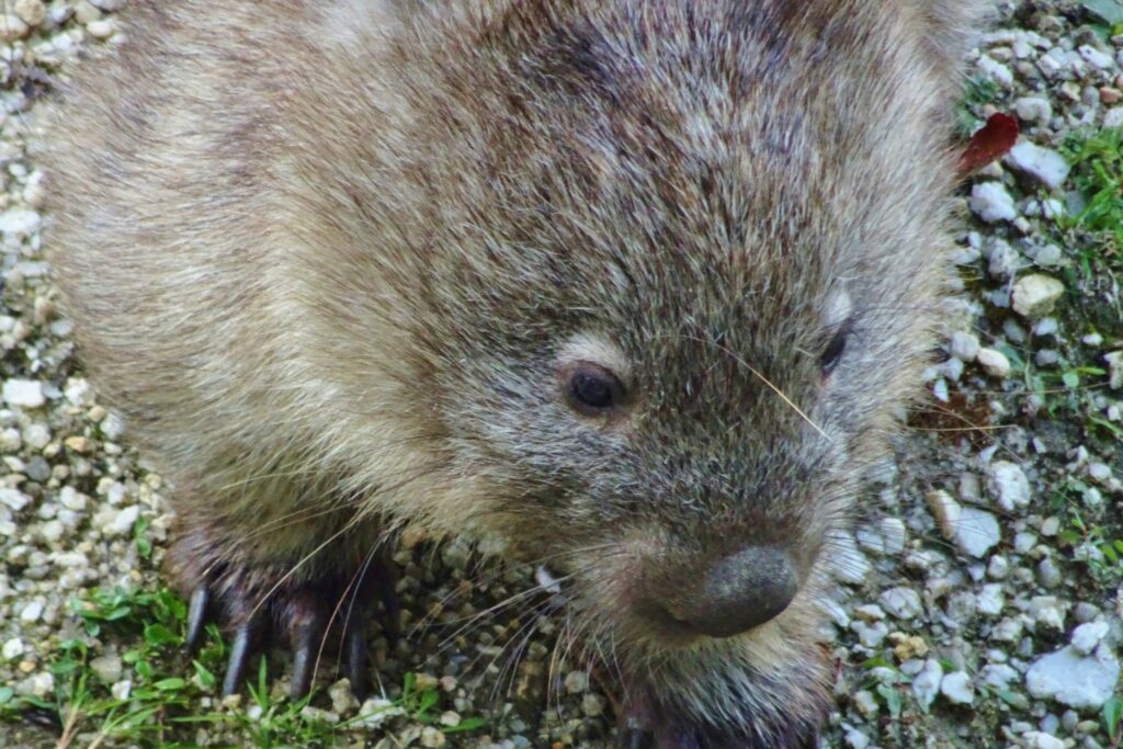 Een wombat gespot tijdens het backpacken in Melbourne.