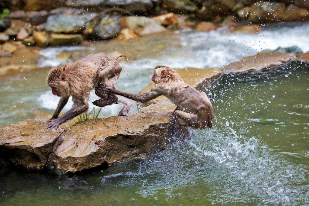 Snow Monkeys in een jacuzzi in de Japanse Alpen