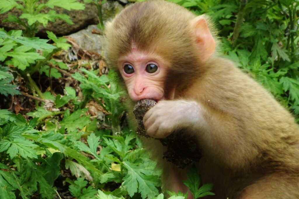 Snow Monkeys in de Japanse Alpen