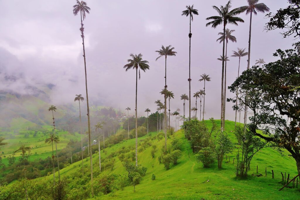 Valle de Cocora hoogste palmbomen ter wereld tijdens rondreis Colombia