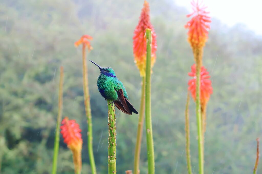 Een kolobrie zit op een tak in Valle de Cocora, bij Salento in Colombia.