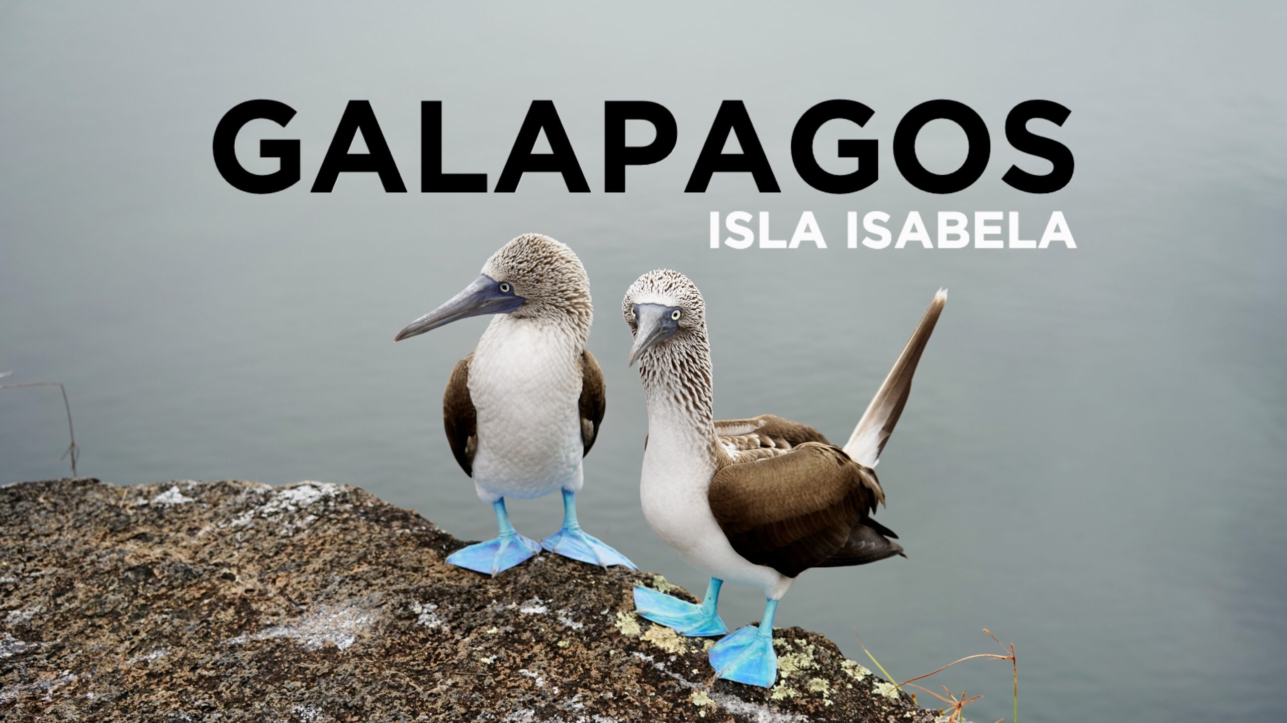 Galapagos Isla Isabela Blauwvoetgent