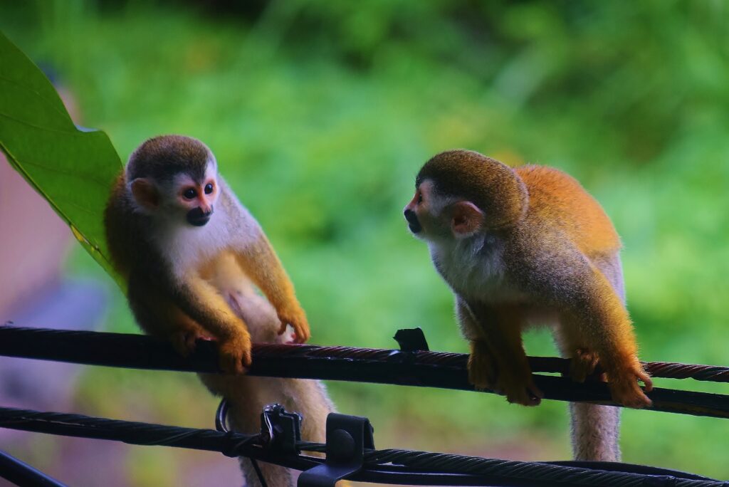 Twee apen op een kabel in Santa Elena vlakbij Monteverde