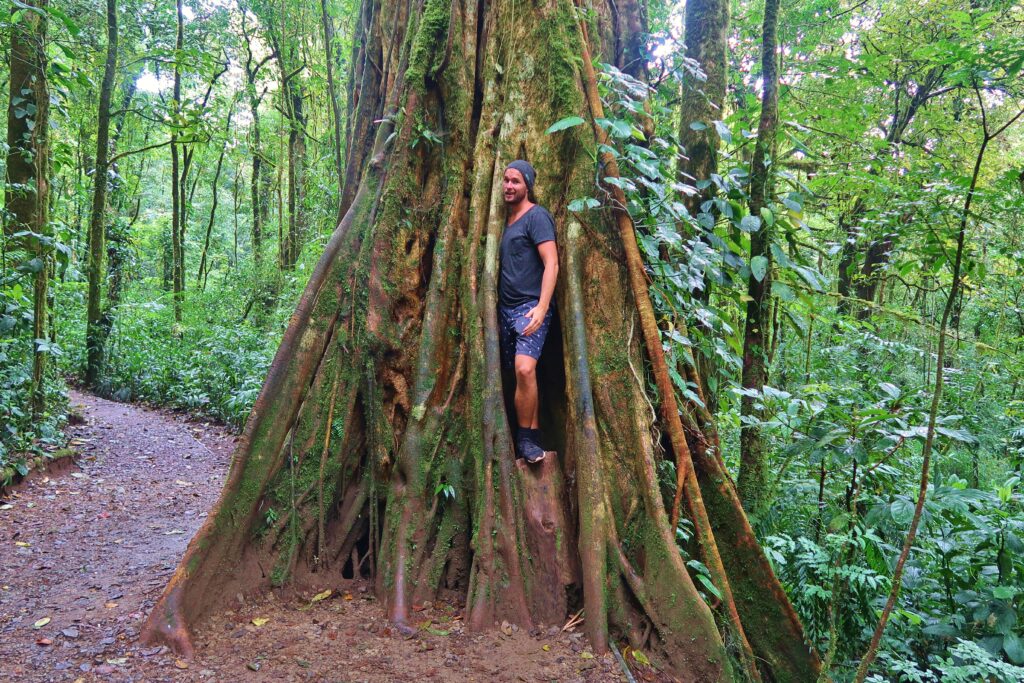 Gigantische boom Costa Rica Oerwoud