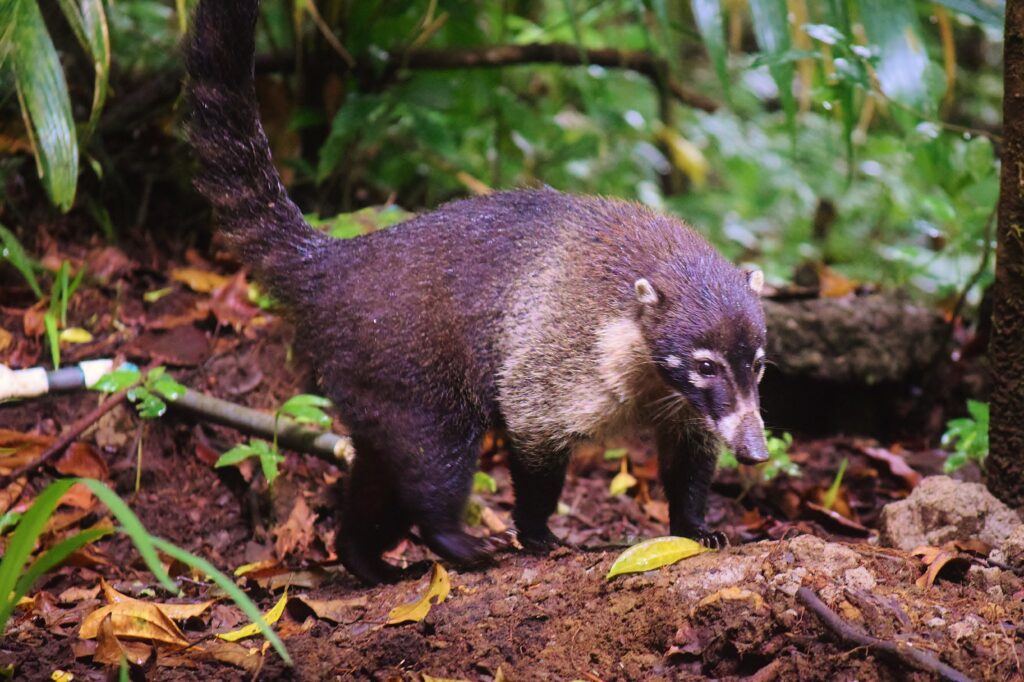 Neusbeer Coati in de jungle van Monteverde Costa Rica