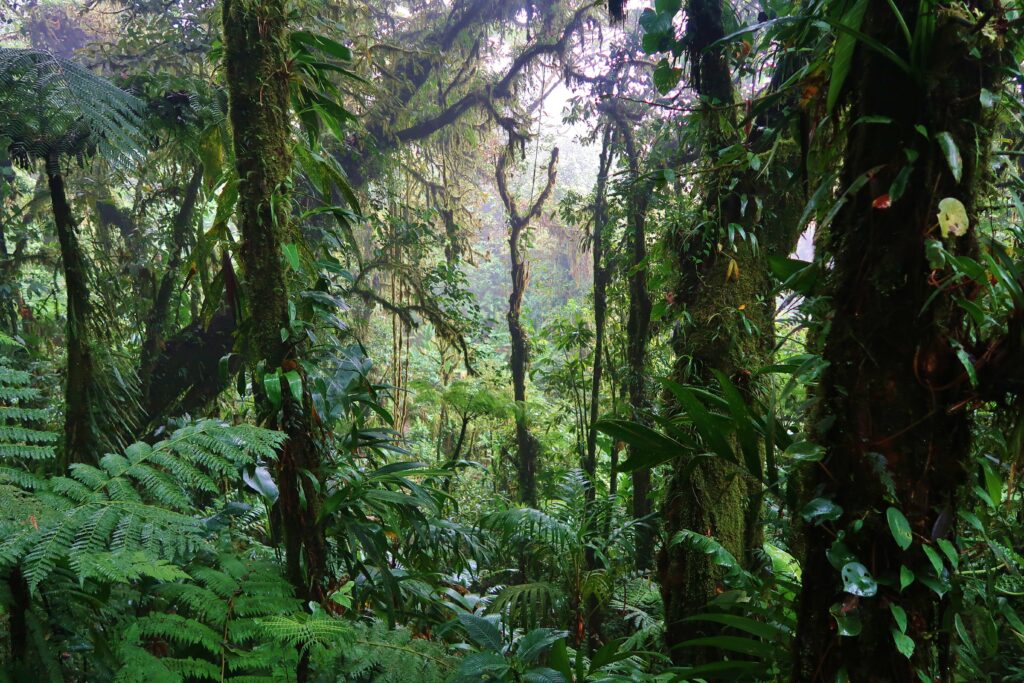 Jungle Costa Rica Monteverde