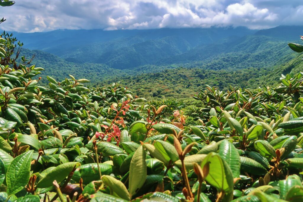 Costa Rica Jungle uitzicht Monteverde