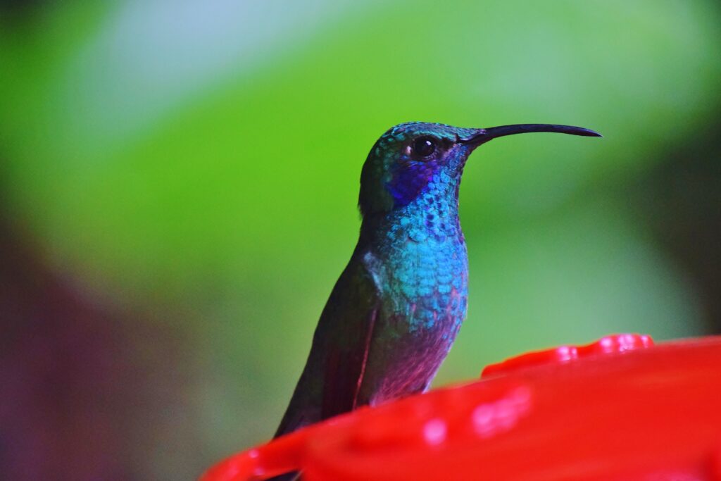 Kolibrie Costa Rica