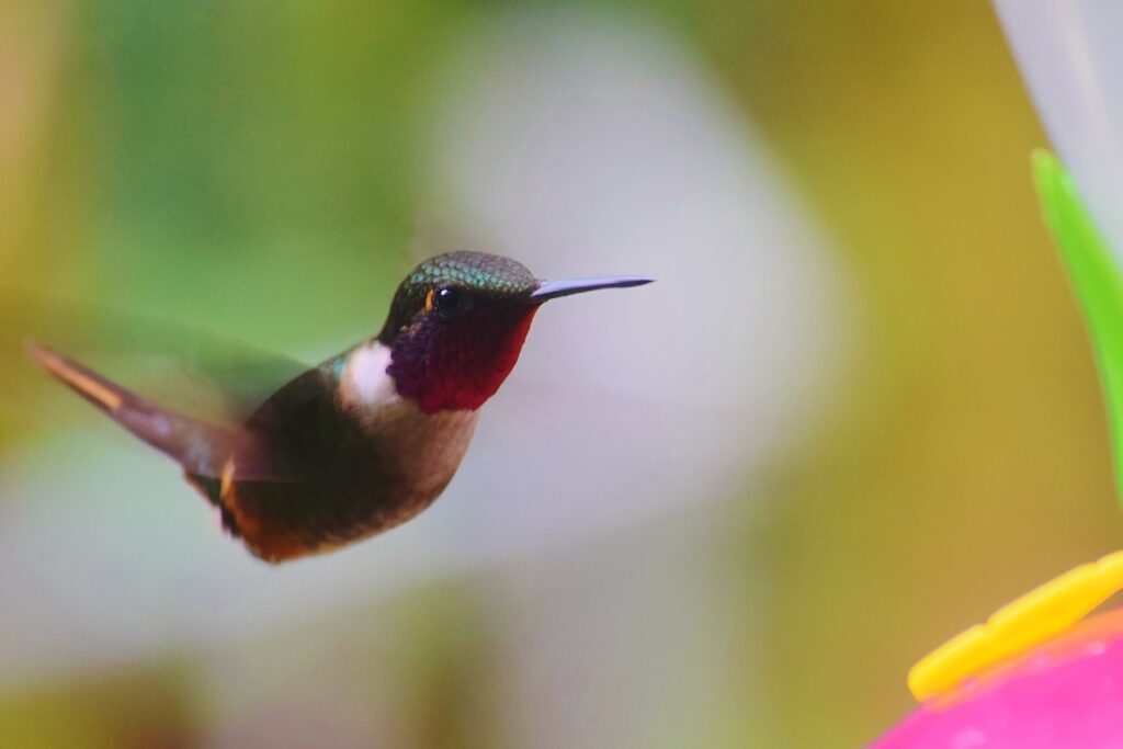 Een kolibrie vliegt in Monteverde Costa Rica