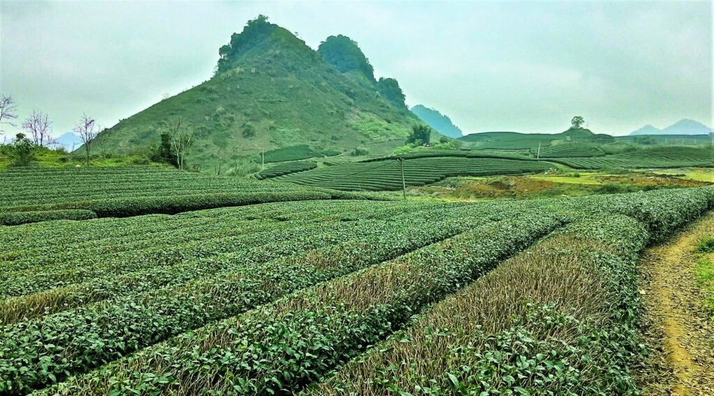 Tips Noord-Vietnam Moc Chau