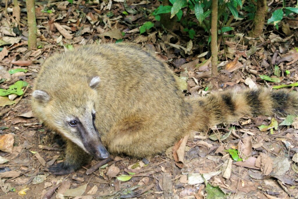 National Park Iguazú zit vol met exotische dieren, zoals deze coati